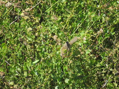 Xenospingus concolor