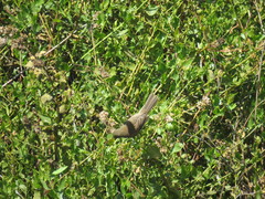 Xenospingus concolor