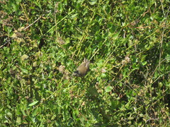 Xenospingus concolor