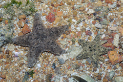 Aquilonastra coronata