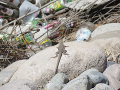 Microlophus theresioides