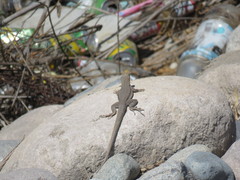 Microlophus theresioides