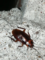 Periplaneta brunnea
