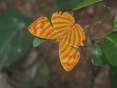 Chersonesia rahria