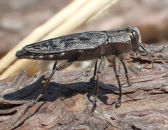 Chrysobothris scabripennis