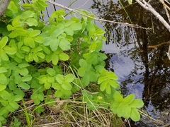 Sanguisorba stipulata