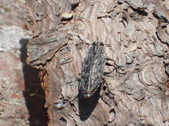 Chrysobothris scabripennis