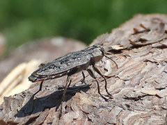 Chrysobothris scabripennis