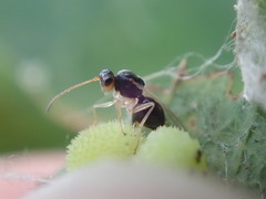 Synergini