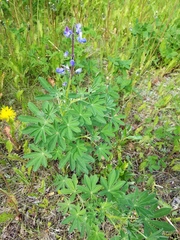 Lupinus nootkatensis