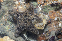 Aquilonastra coronata