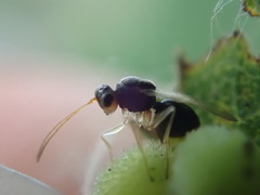 Synergini