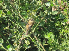 Myiophobus rufescens