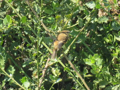 Myiophobus rufescens