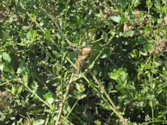 Myiophobus rufescens