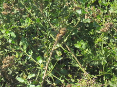 Myiophobus rufescens