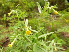 Lithospermum multiflorum