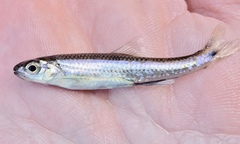 Notropis leuciodus