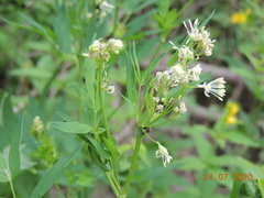 Thalictrum simplex