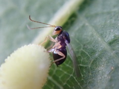 Synergini