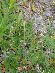 Astragalus eucosmus
