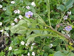 Solanum demissum