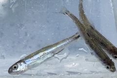 Notropis leuciodus