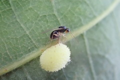 Synergini