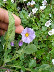 Solanum demissum