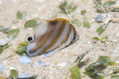 Parachaetodon ocellatus