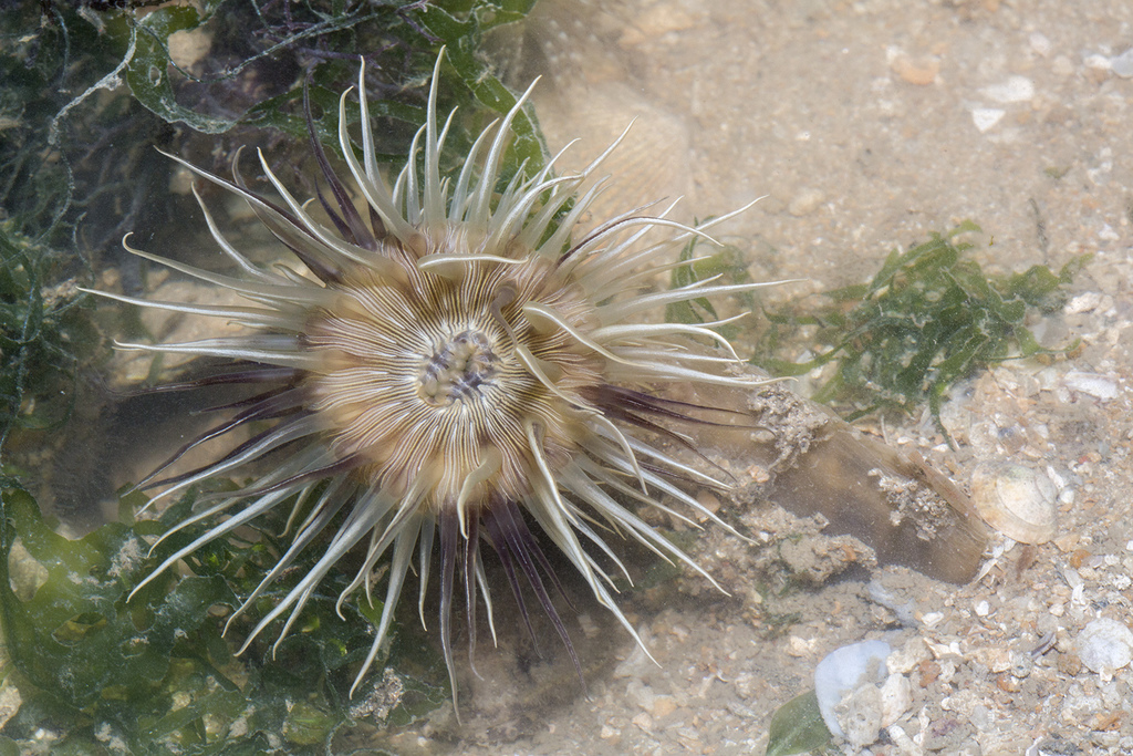 Hormathianthus