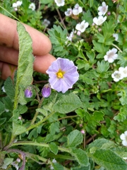 Solanum demissum