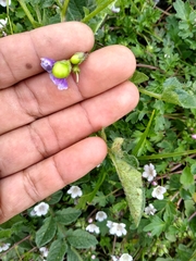 Solanum demissum