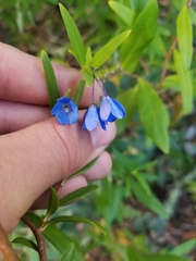 Billardiera heterophylla