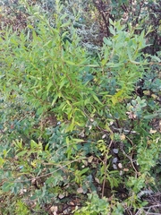 Billardiera heterophylla