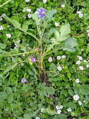 Solanum demissum