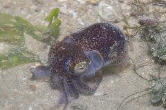 Sepiolidae