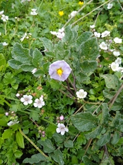 Solanum demissum
