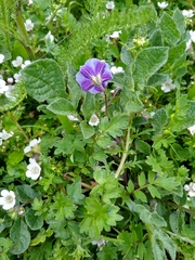 Solanum demissum