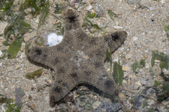 Goniodiscaster scaber