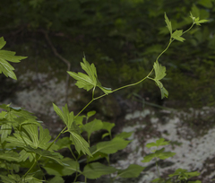Aconitum noveboracense