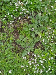 Solanum demissum