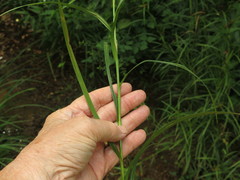 Scirpus polyphyllus