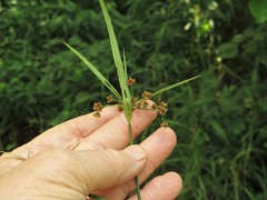 Scirpus polyphyllus