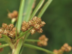 Scirpus polyphyllus