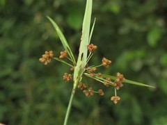 Scirpus polyphyllus
