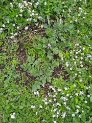 Solanum demissum