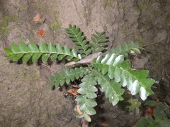 Phyllanthus buxifolius