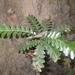 Phyllanthus buxifolius - Photo (c) Naufal Urfi Dhiya'ulhaq, μερικά δικαιώματα διατηρούνται (CC BY-NC), uploaded by Naufal Urfi Dhiya'ulhaq