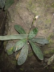 Strobilanthes reptans
